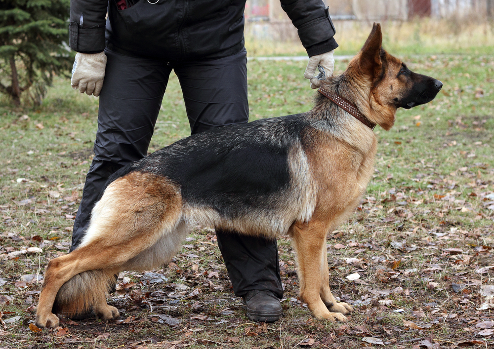 Habilidades de currículo de agente de cão de segurança