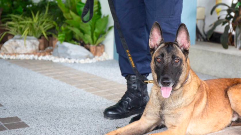 Carta de apresentação Adestrador de cães - Adestrador de cães de segurança