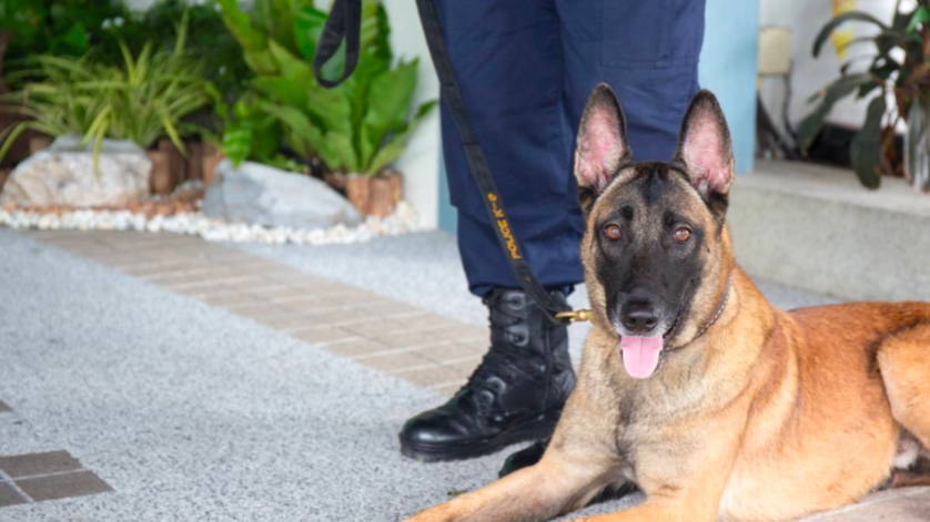 Carta de presentación Adiestrador de perros-Adiestrador de perros de seguridad