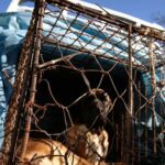 Südkorea: Ein Text zum Verbot des Handels mit Hundefleisch wurde vom Parlament einstimmig angenommen