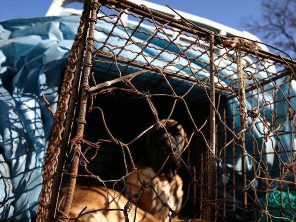 Südkorea: Ein Text zum Verbot des Handels mit Hundefleisch wurde vom Parlament einstimmig angenommen