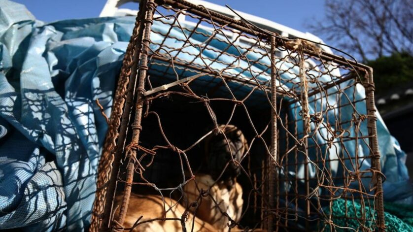 Corée du Sud : un texte interdisant le commerce de viande de chien a été adopté à l’unanimité par le Parlement